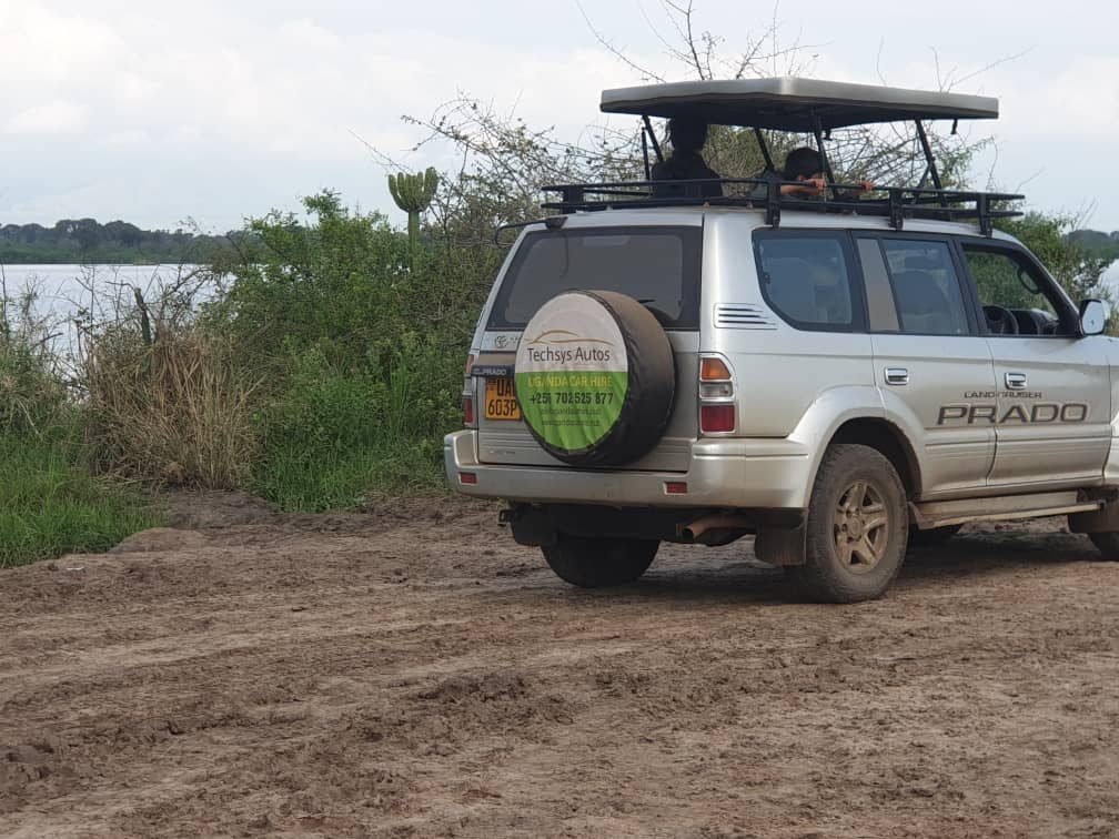 Uganda Car Hire Game Drive