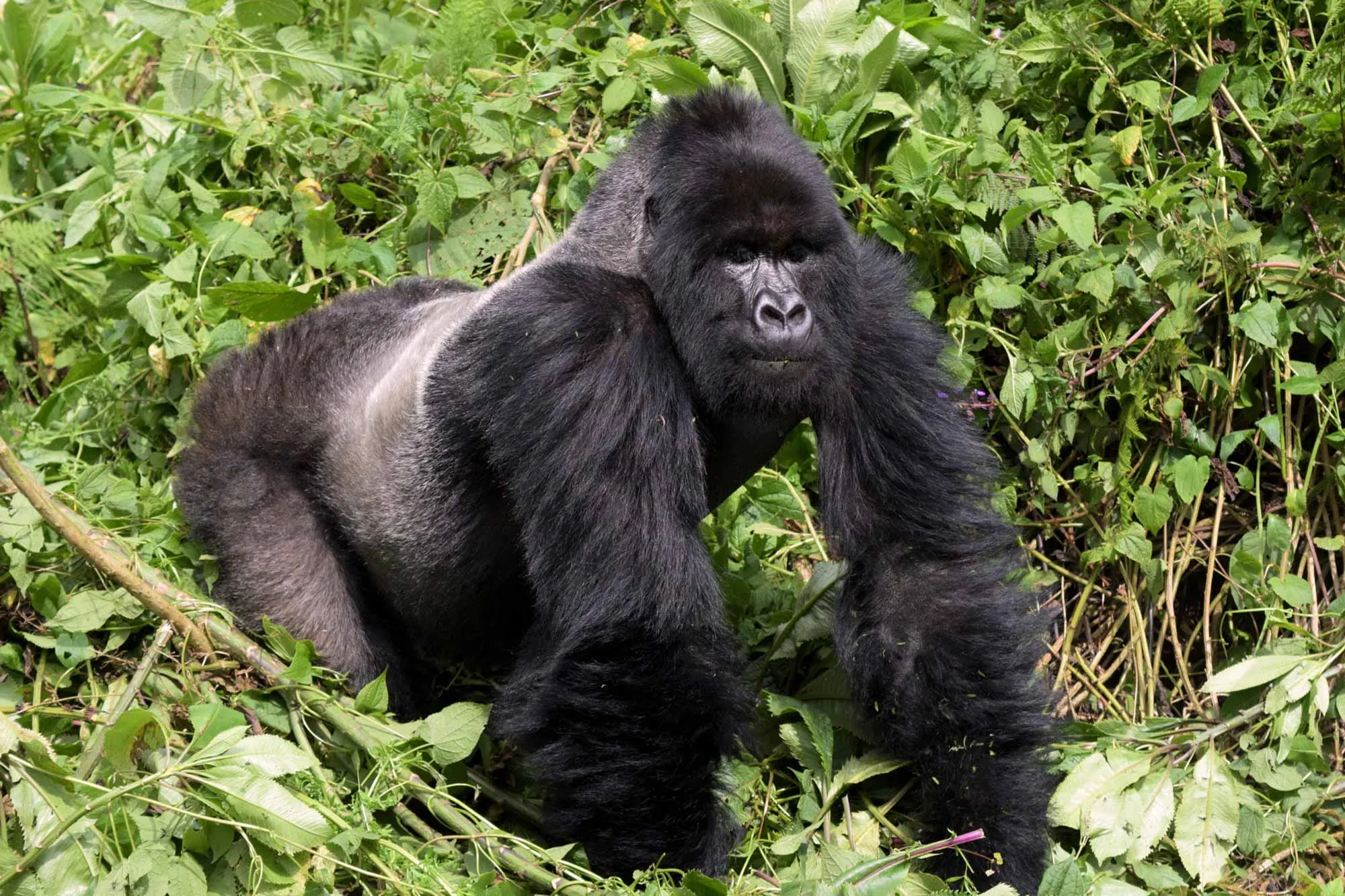 Mountain Gorillas in Uganda - Gorilla Trekking Tours in Bwindi National Park Uganda